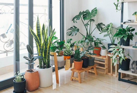 The Best Indoor Plants to Promote Relaxation