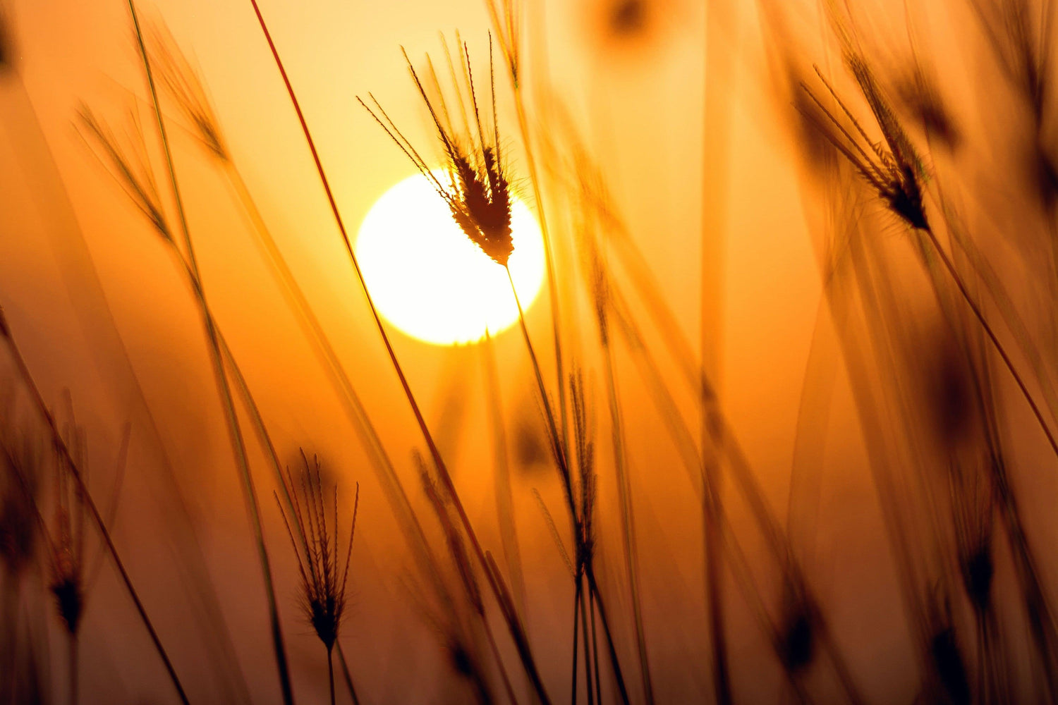 Why Mornings Matter: How Starting Your Day Right Can Improve Your Health - Crescentt