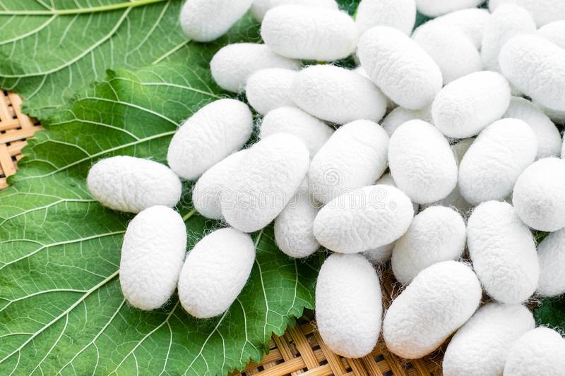 Why Mulberry Silk is Not Sustainable + A Better Alternative - Crescentt